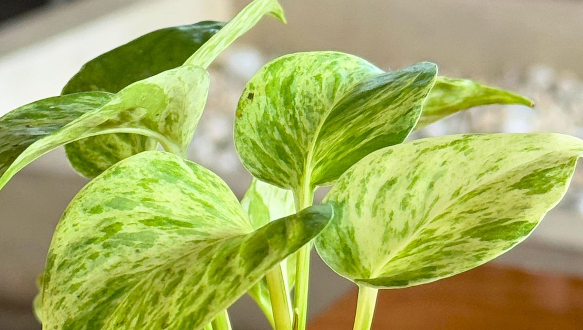 Al potus no le gusta el sol directo en sus hojas y tallos. Al potus no le gusta el sol directo en sus hojas y tallos.