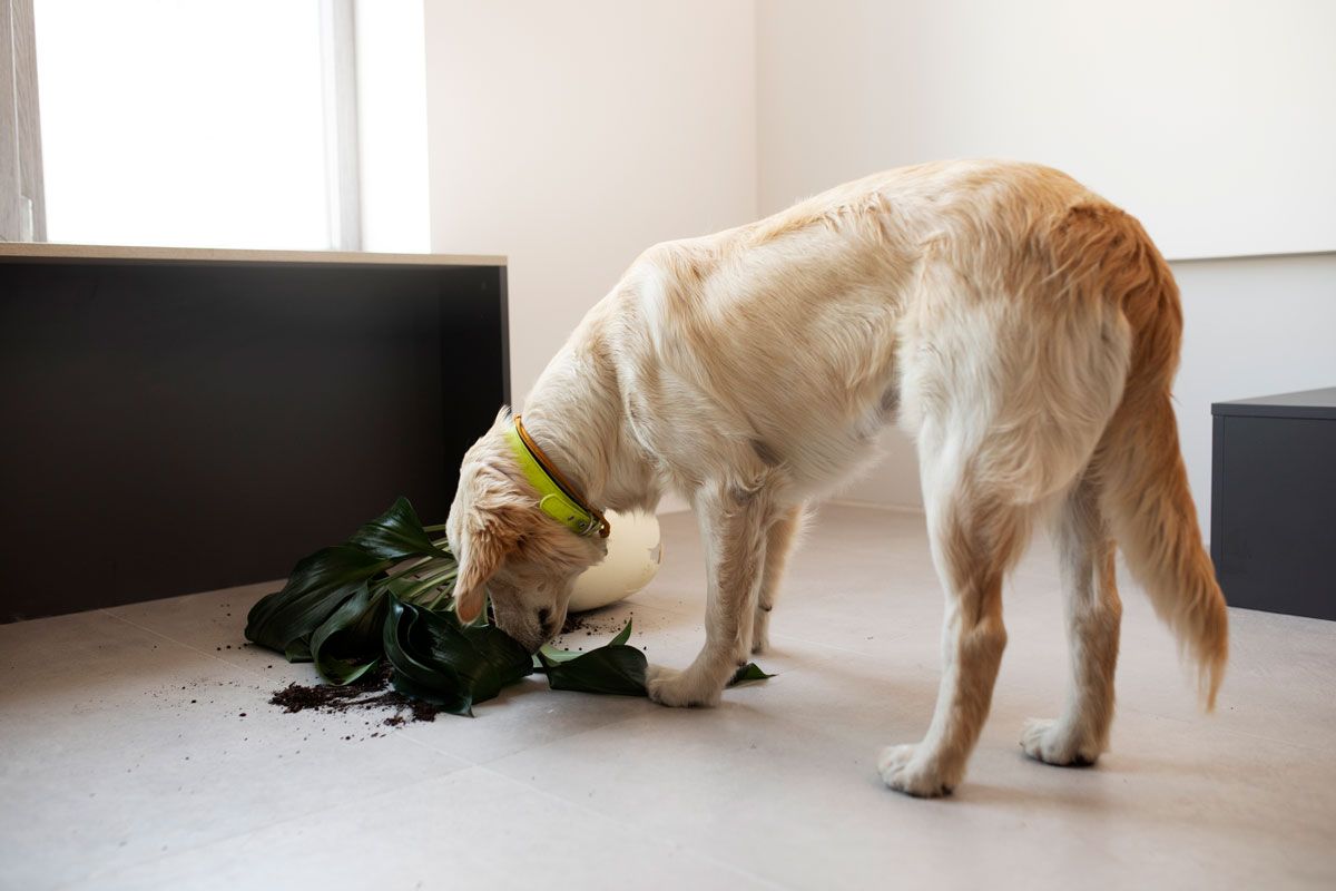Una de las se&ntilde;ales m&aacute;s comunes que presentan los perros es que ladra, llora o destruye objetos en ausencia del due&ntilde;o. Cr&eacute;dito: Freepik.