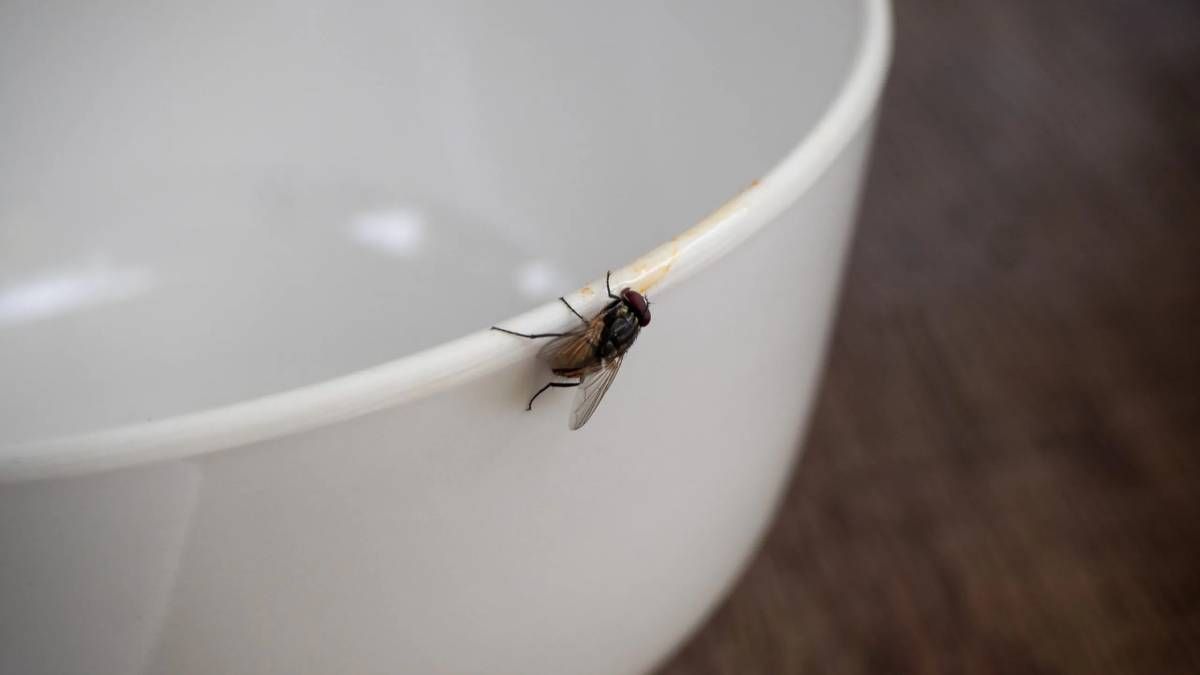 Diga adeus às moscas em sua casa com estes truques caseiros sem usar inseticida