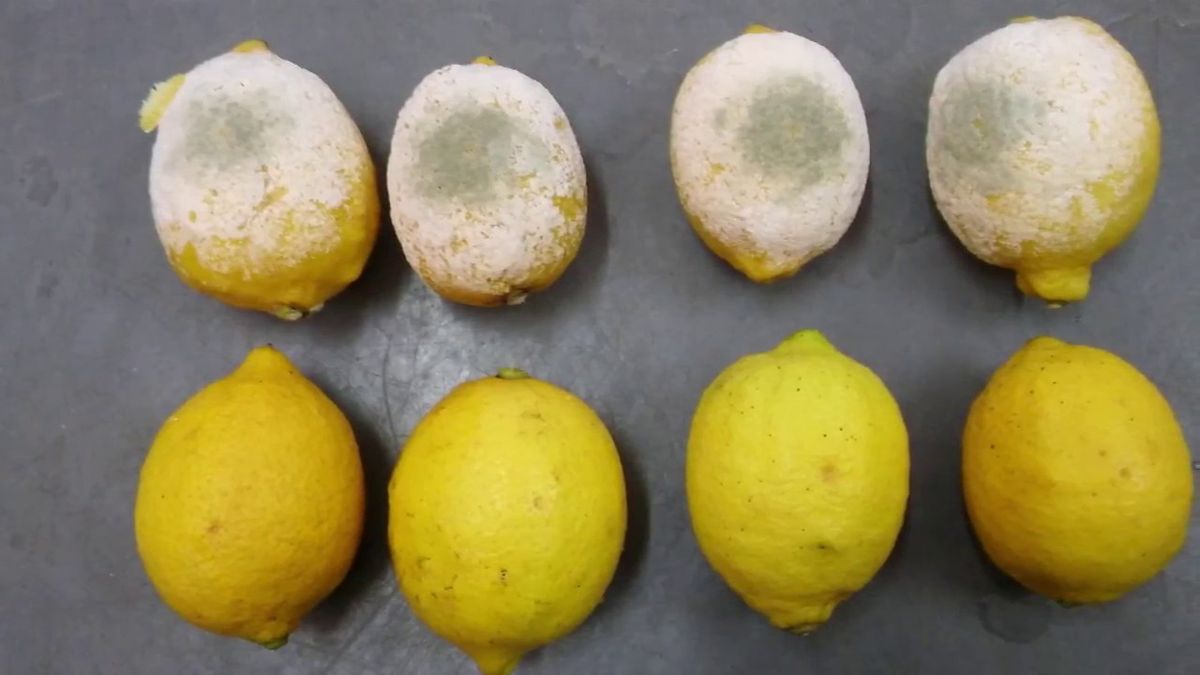 No es por el riego: la razón más común por la que se pudren los limones en el limonero No es por el riego: la razón más común por la que se pudren los limones en el limonero
