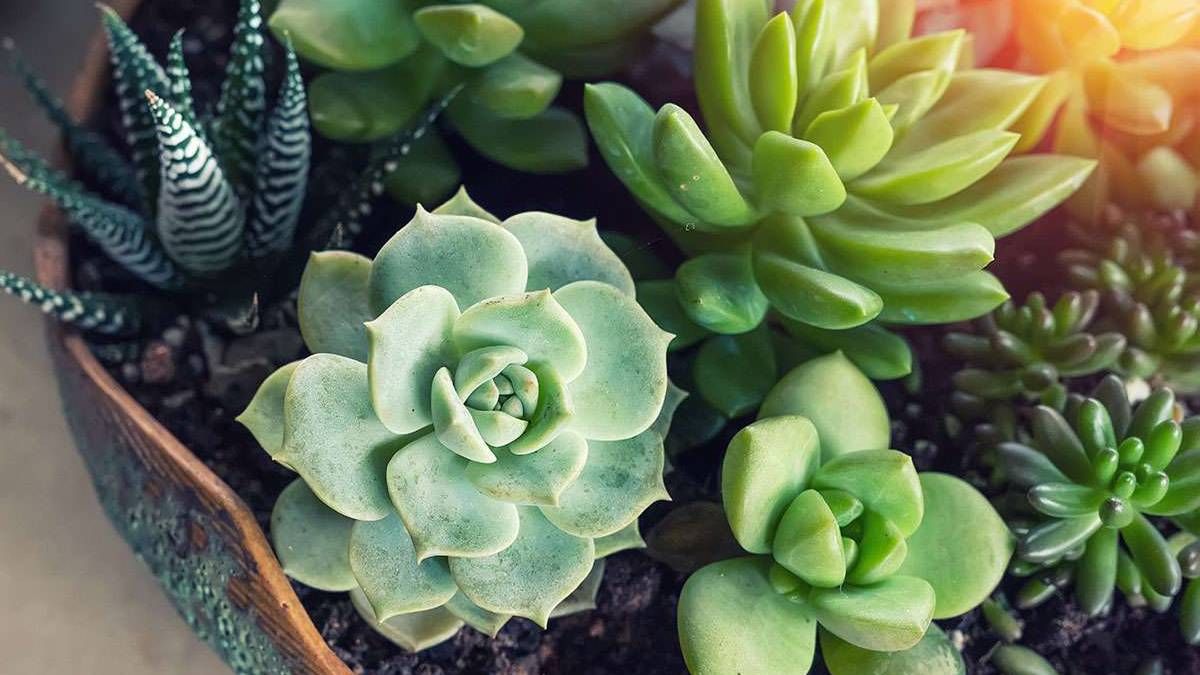Cómo evitar que tus suculentas se quemen y cómo recuperarlas