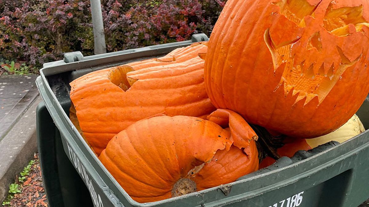 Cáscara de calabaza: por qué recomiendan usarla en el jardín y para qué sirve Cáscara de calabaza: por qué recomiendan usarla en el jardín y para qué sirve