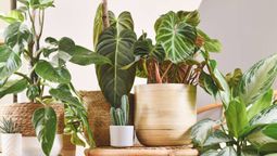 Estas plantas no pueden faltar en casa.