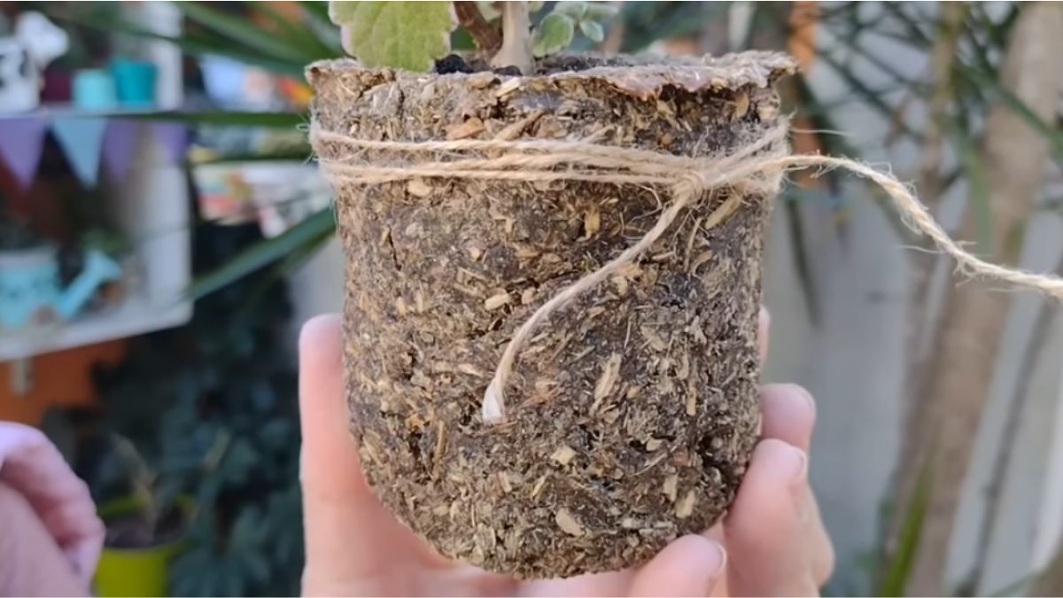 En pocos pasos lograrás crear una maceta. En pocos pasos lograrás crear una maceta.