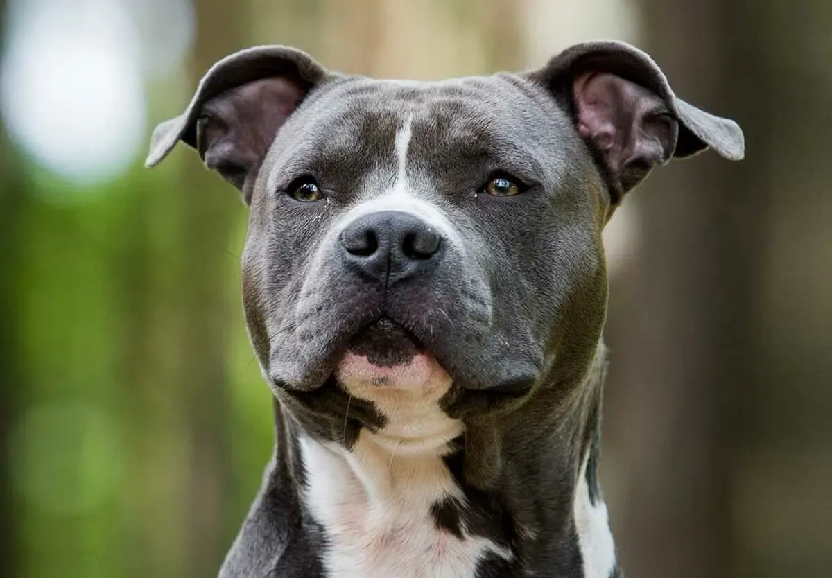Los pitbull encabezan la lista más por los dueños que los crian mal que por una predisposición a la agresividad. Los pitbull encabezan la lista más por los dueños que los crian mal que por una predisposición a la agresividad.