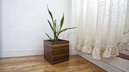 Acá tenés que colocar a tu sansevieria.