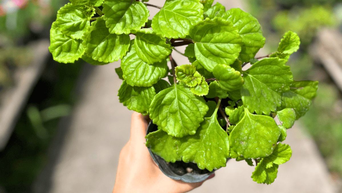 Tu planta del dólar o del dinero debe estar bien cuidada, ya que eso es sinónimo de beneficios. Si recibe lo que necesita, te da lo que mereces. Fuente Vivero Agronomis Tu planta del dólar o del dinero debe estar bien cuidada, ya que eso es sinónimo de beneficios. Si recibe lo que necesita, te da lo que mereces. Fuente Vivero Agronomis