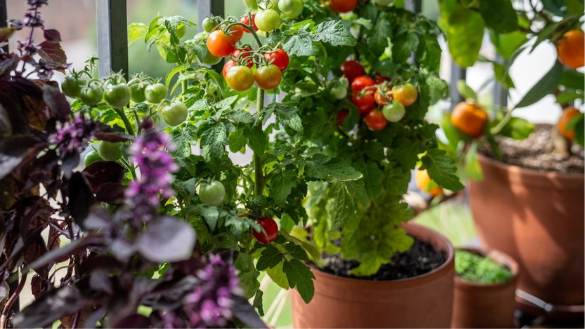 Si tenés terraza o balcón, podrás cultivar tomates en maceta.