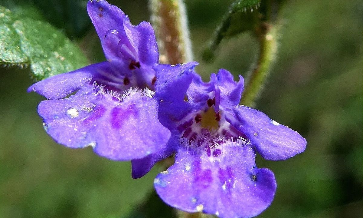 Esta planta trepadora tiene flores de color púrpura o violeta. Imagen: Picture This