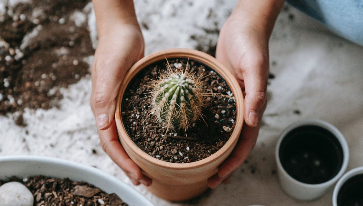 El cactus es una de las plantas más fáciles de mantener.&nbsp;