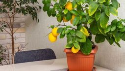 Puedes colocar la maceta del árbol limonero en puntos estratégicos de tu casa.