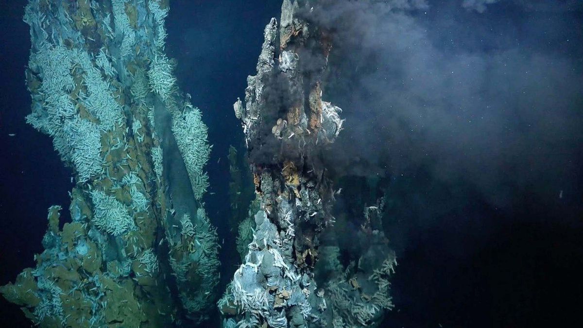 Descubrimiento de nuevos animales en el fondo del océano cambia a la vida como la conocemos Descubrimiento de nuevos animales en el fondo del océano cambia a la vida como la conocemos