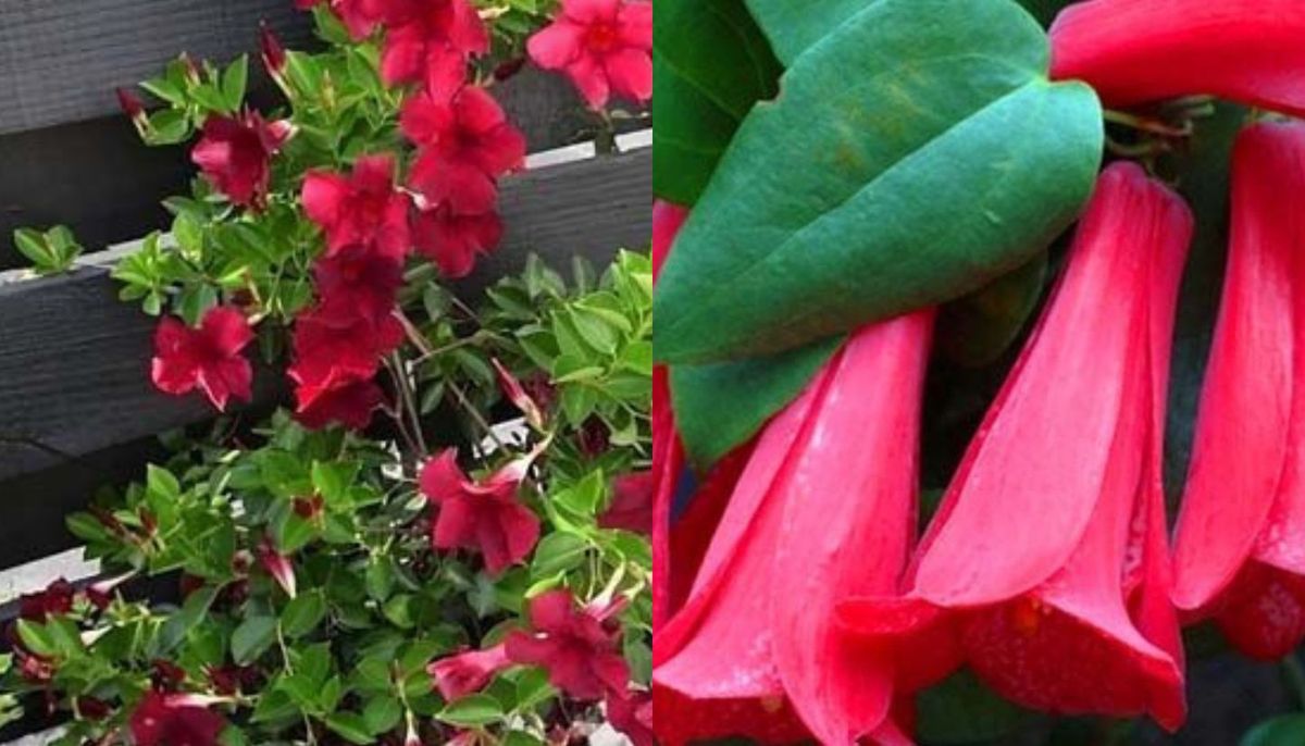 Es endémica de Chile, por lo qe en 1977 se convirtió en la flor nacional. Es endémica de Chile, por lo qe en 1977 se convirtió en la flor nacional.