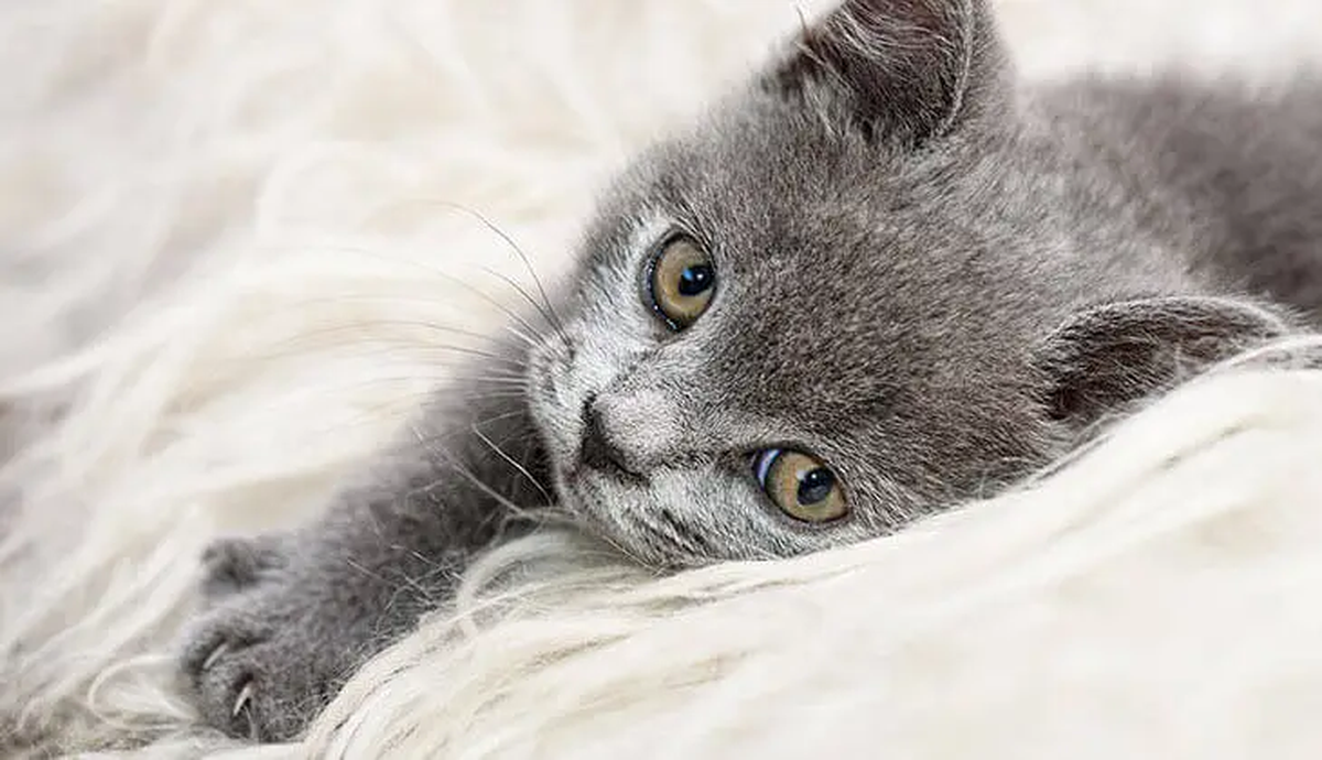 Qué significa que tu mascota orine tu ropa y qué hacer para que esto no ocurra Qué significa que tu mascota orine tu ropa y qué hacer para que esto no ocurra