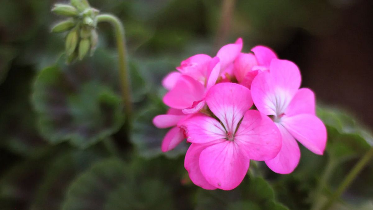 Qué significa tener un MALVÓN rosado en el jardín de casa