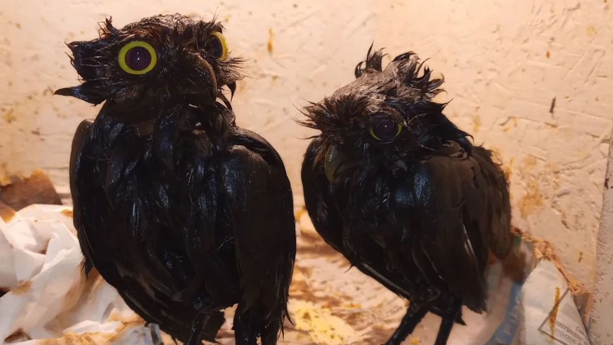 Las lechuzitas de las Vizcacheras fueron rescatadas llenas de brea de una construcción en un barrio privado en Luján. Las lechuzitas de las Vizcacheras fueron rescatadas llenas de brea de una construcción en un barrio privado en Luján.