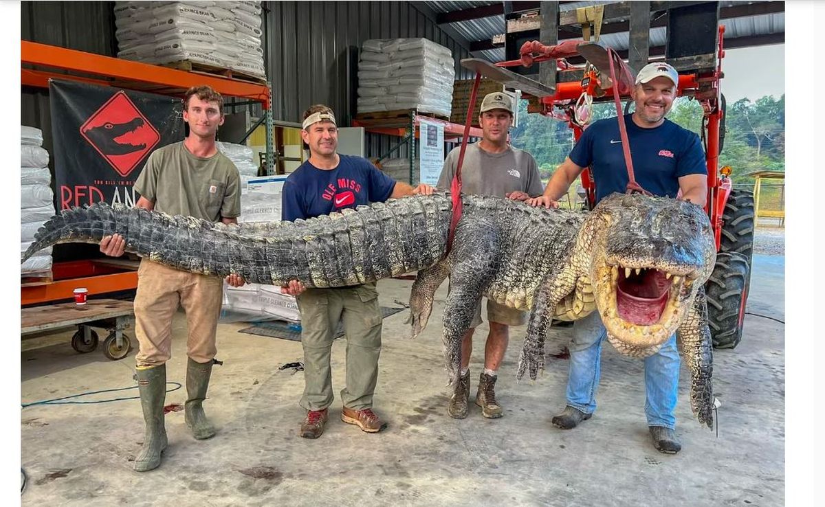 Cocodrilo gigante. Cazaron un cocodrilo del tamaño de un monstruo de película.