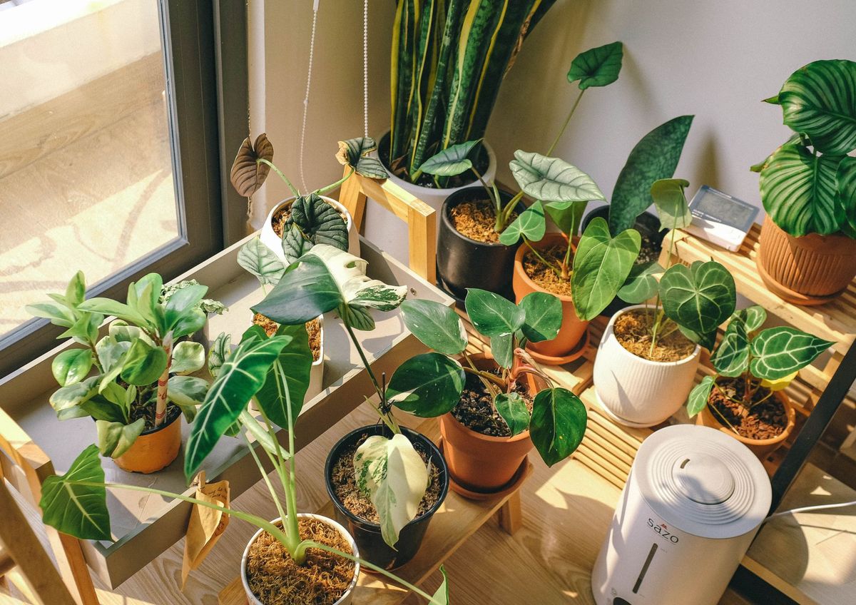 Plantas más sanas