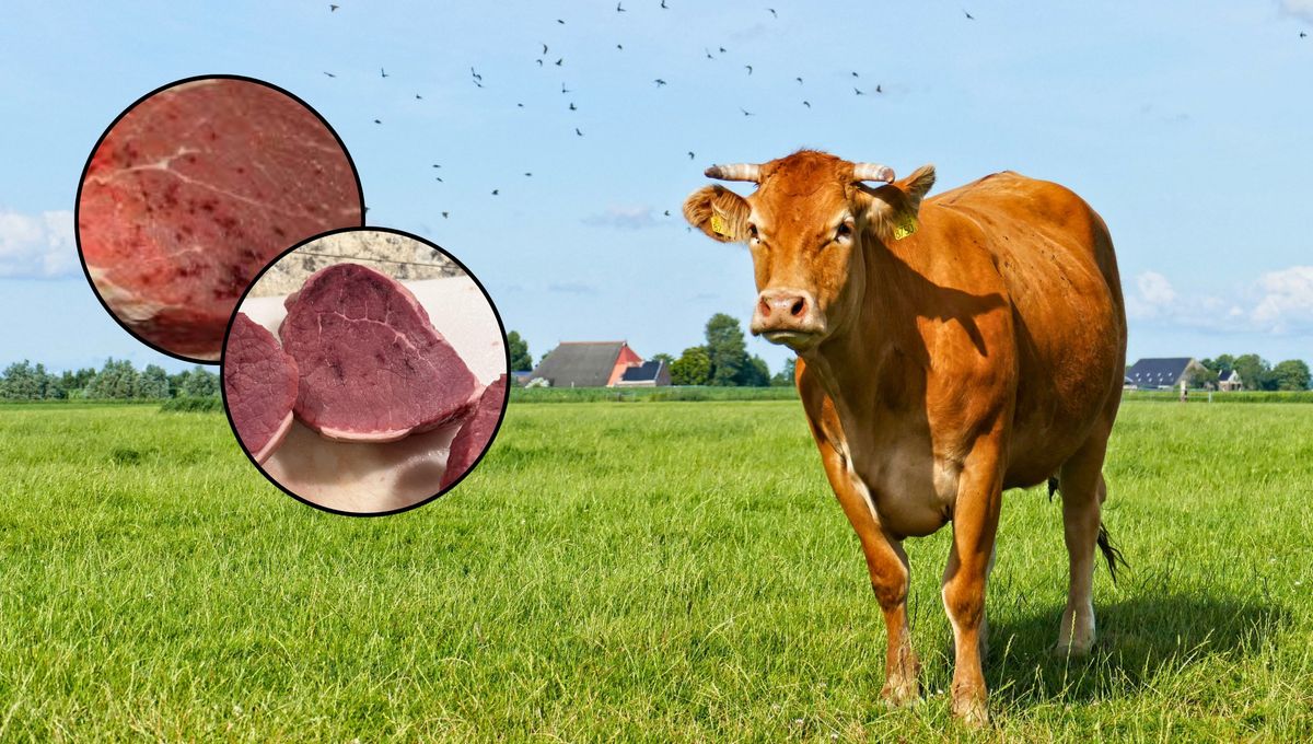 Qué significan los puntos rojos en la carne cruda.&nbsp;