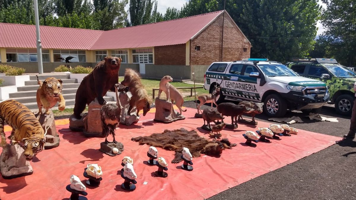 En un operativo de tráfico ilegal interprovincial se capturaron 55 animales silvestres. Había tigres de bengala, leones y osos pardos.