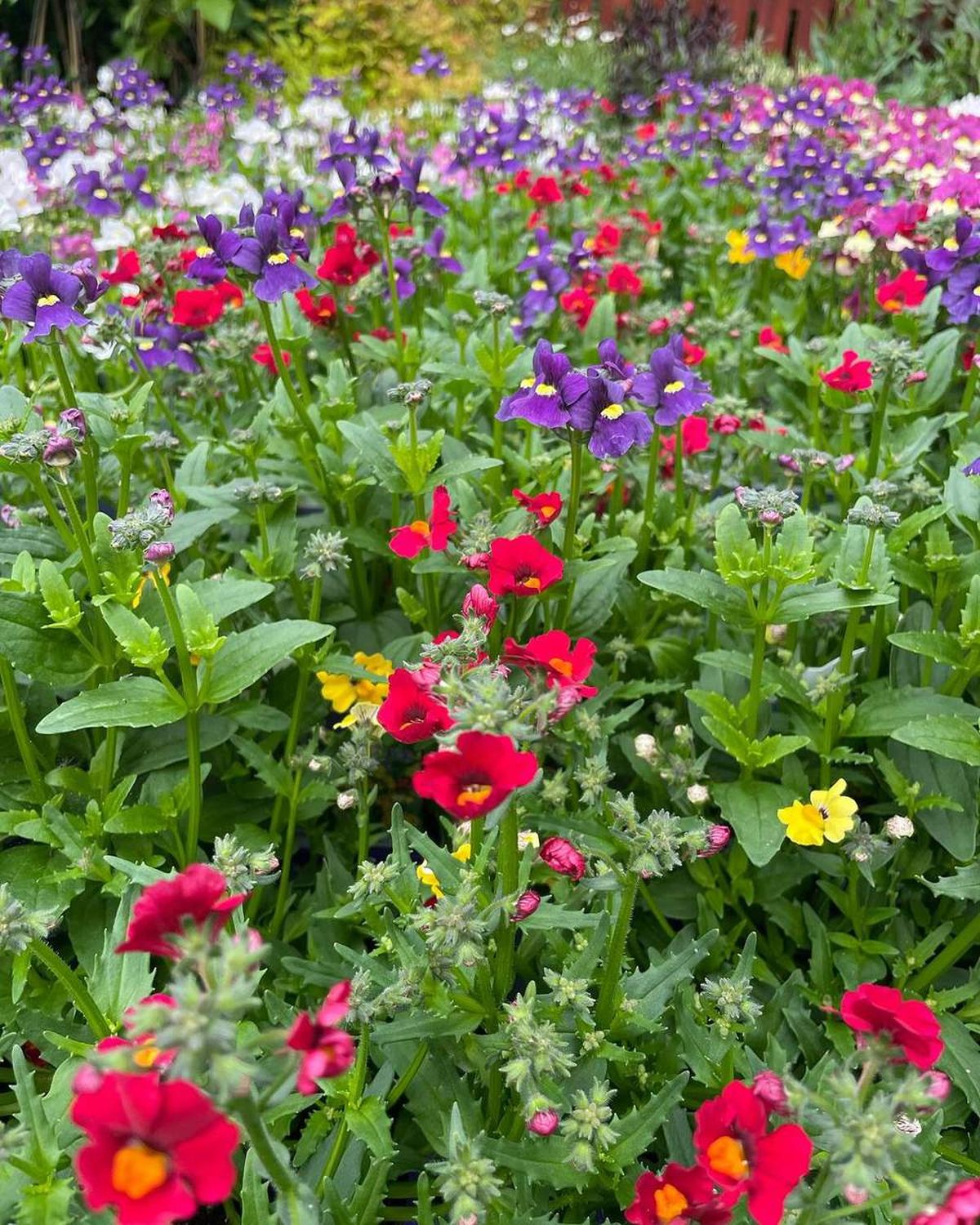 La Nemesia es una planta que puede alcanzar una altura de hasta 60 centímetros. La Nemesia es una planta que puede alcanzar una altura de hasta 60 centímetros.