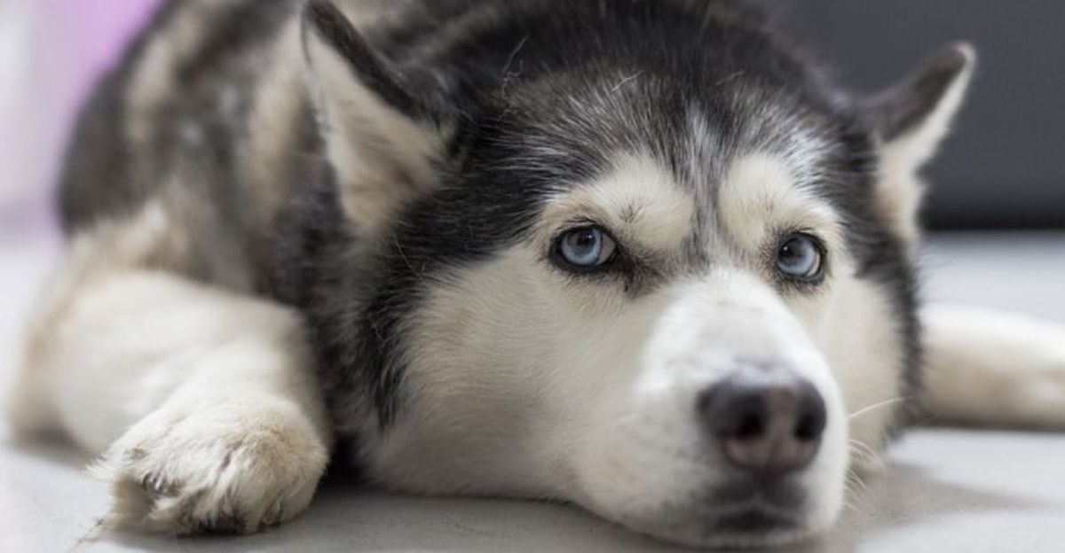 La increíble historia del perro que salvó su vida gracias a TikTok La increíble historia del perro que salvó su vida gracias a TikTok