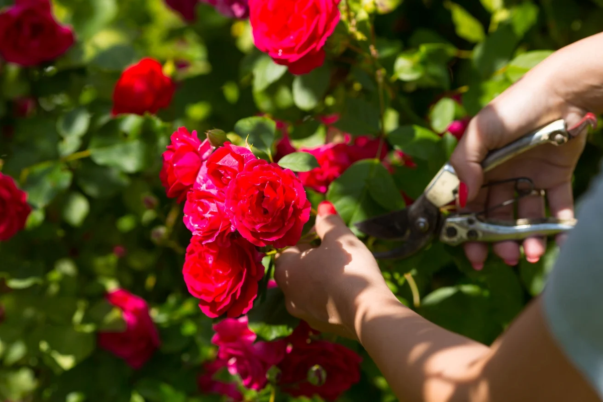 Las rosas son uno de los ejemplares más famosos en los distintos jardines. Las rosas son uno de los ejemplares más famosos en los distintos jardines.