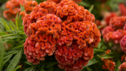 Esta flor exótica es comestible y tiene distintos beneficios para la salud.