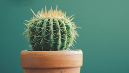 Cómo utilizar el cactus para atraer abundancia según el Feng Shui