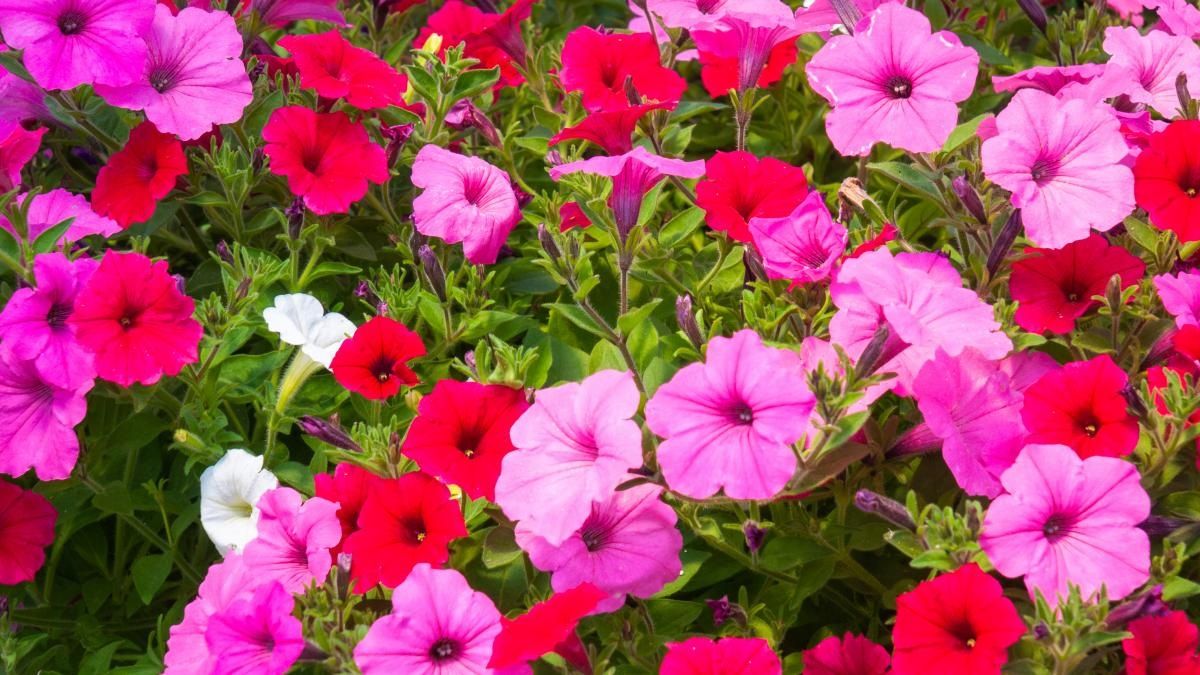 Las plantas de petunia pueden ser de varios colores: blanco