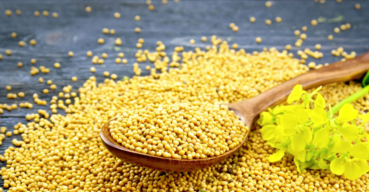 El aceite de mostaza es uno de los mejores tratamientos contra la inflamación y la infección en el organismo. Asimismo, mejora el funcionamiento de los pulmones, ayudando a respirar mejor. El aceite de mostaza es uno de los mejores tratamientos contra la inflamación y la infección en el organismo. Asimismo, mejora el funcionamiento de los pulmones, ayudando a respirar mejor.