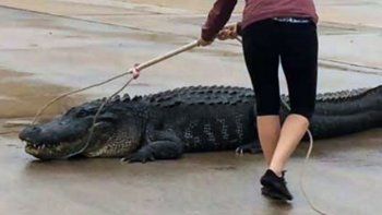 Así atraparon al caimán que estaba fuera de un shopping