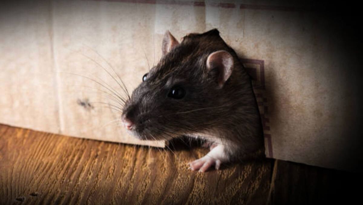 Las ratas pueden ser alejadas del hogar a través del uso de una popular verdura 