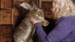 Desapareció el conejo más grande del mundo: ofrece 2.750 dólares al que lo encuentre