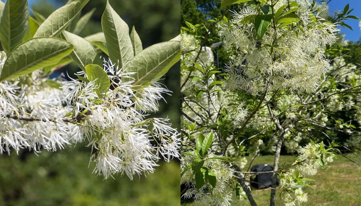 A finales de primavera y principios de verano, la planta se cubre de unas delicadas nubes de florecillas de color blanco. A finales de primavera y principios de verano, la planta se cubre de unas delicadas nubes de florecillas de color blanco.