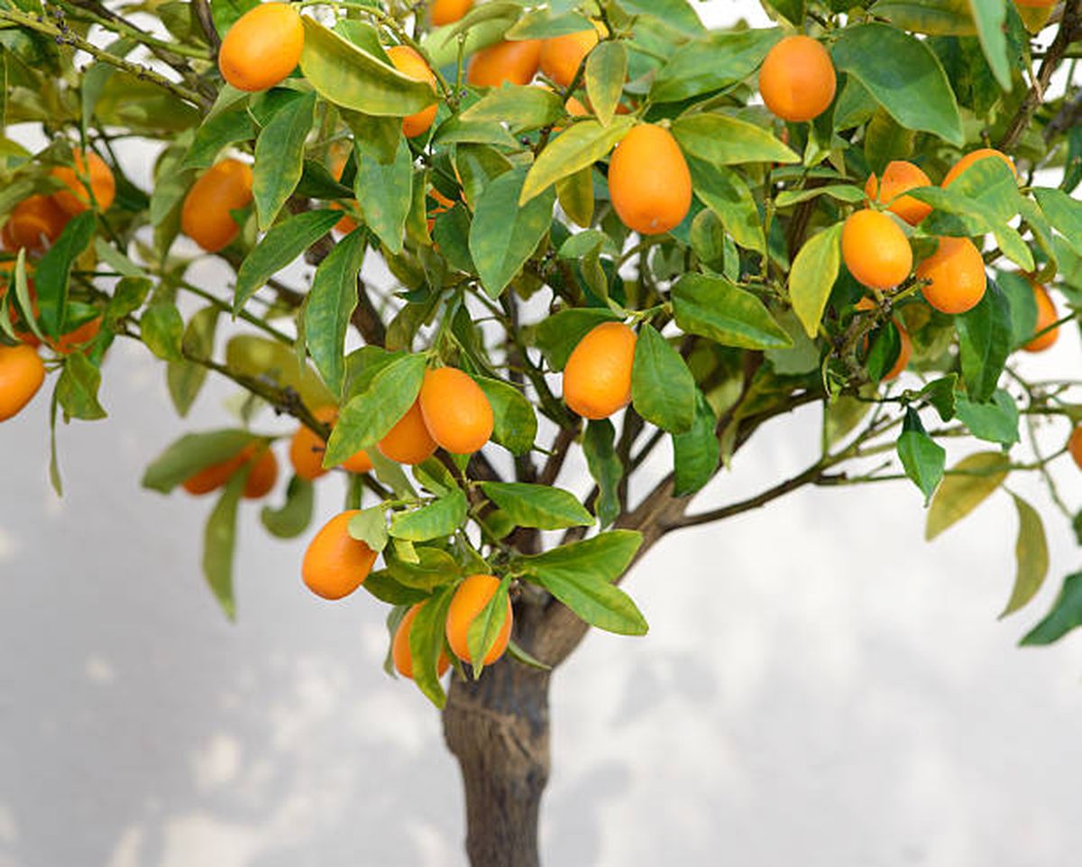 El quinoto es uno de los árboles frutales que crece en maceta. El quinoto es uno de los árboles frutales que crece en maceta.