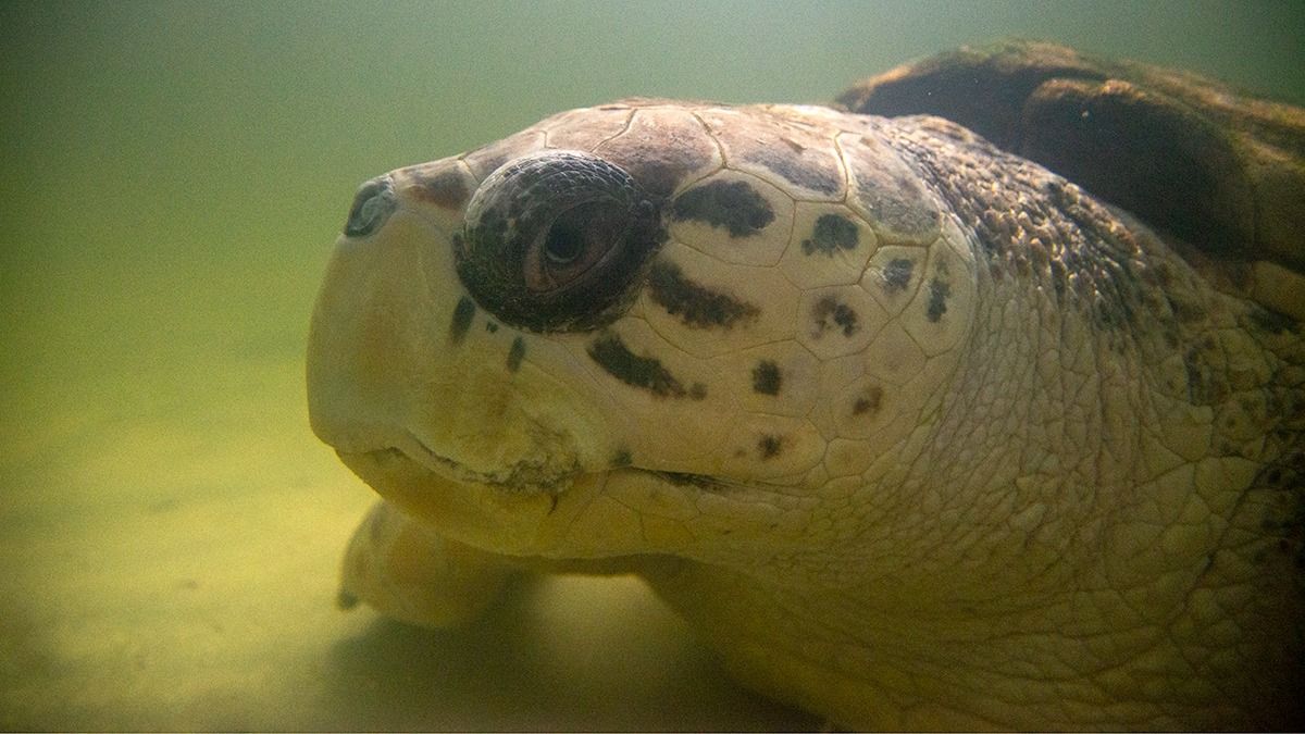 El tortugo Jorge dejará Mendoza el miércoles, después de 40 años en el ex Acuario de la Capital.