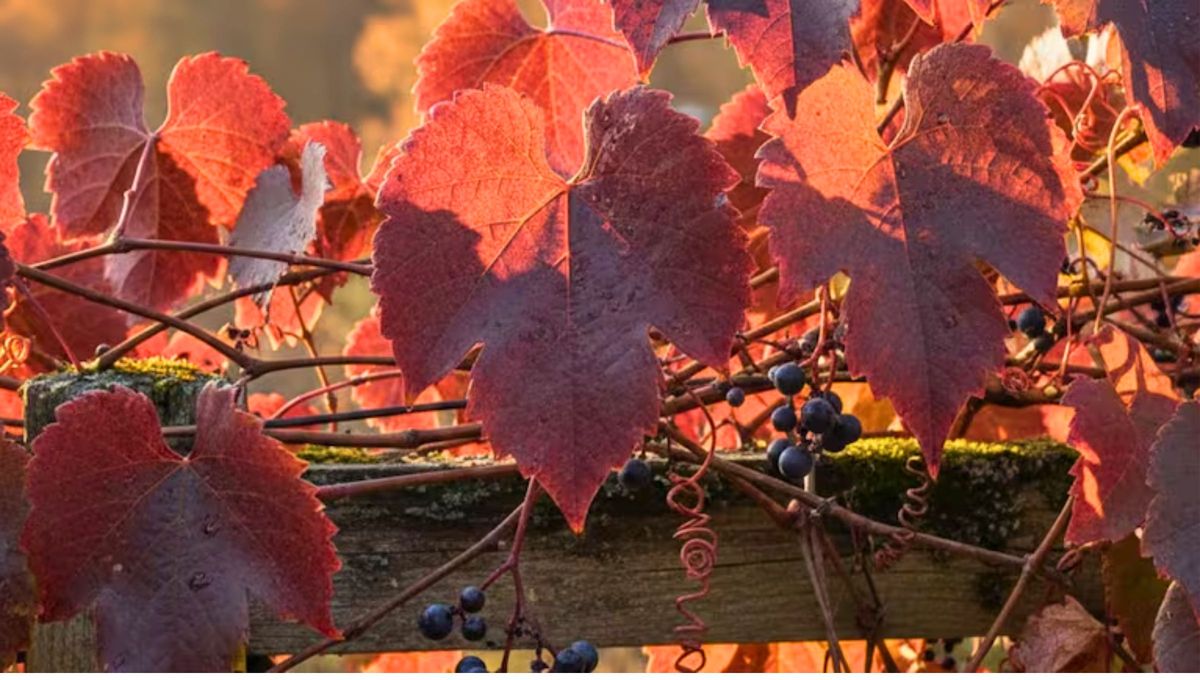 Si buscás bajar el calor de tu casa sin depender solo del aire acondicionado, la enredadera de uva japonesa puede ser una de las soluciones. Si buscás bajar el calor de tu casa sin depender solo del aire acondicionado, la enredadera de uva japonesa puede ser una de las soluciones.