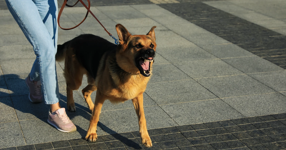 Si tu mascota no está acostumbrada al contacto, lo más probable es que reaccione de esta manera. Si tu mascota no está acostumbrada al contacto, lo más probable es que reaccione de esta manera. 