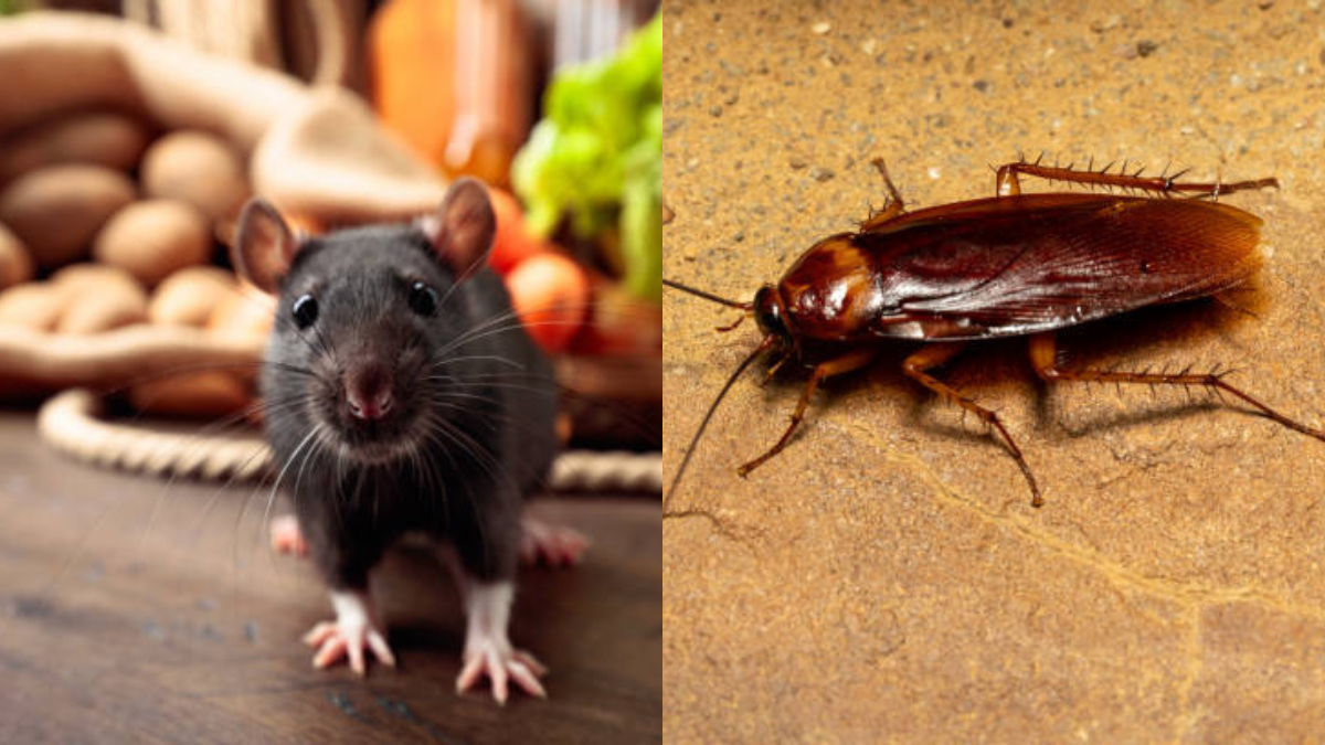 Olvídate de estas peligrosas plagas con trucos 100% efectivos.