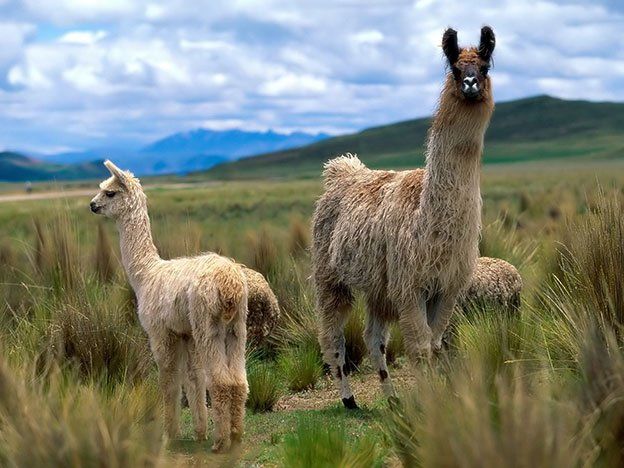 Los anticuerpos de la llama serán estudiados como neutralizadores del virus VIH