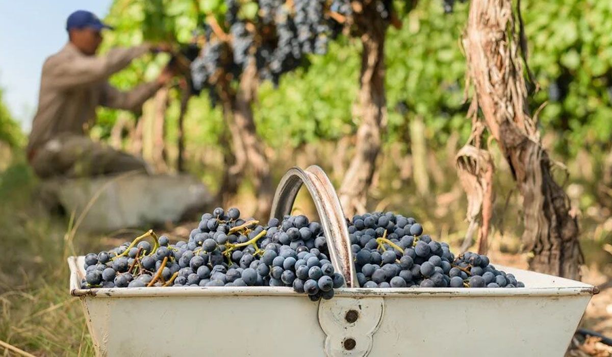 El vino sigue ingresando con éxito a mercados del exterior. Imagen ilustrativa. El vino sigue ingresando con éxito a mercados del exterior. Imagen ilustrativa. 