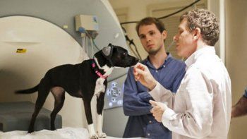 Un remedio que se probará en perros podría alargar la vida humana