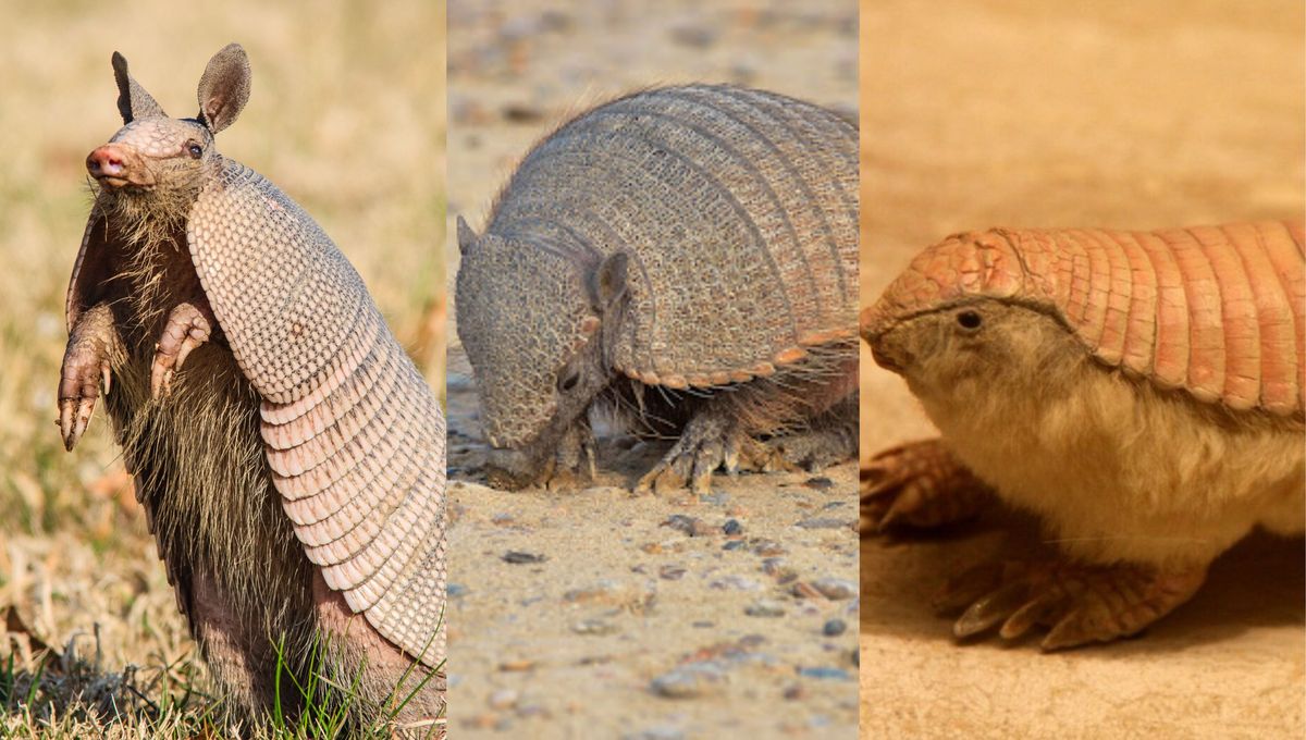 El pichiciego es el más pequeño y delicado de los tres. El pichiciego es el más pequeño y delicado de los tres.