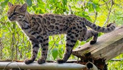 en 2017 adoptaron un gato y hoy descubren que era una nueva especie de felino en america del sur