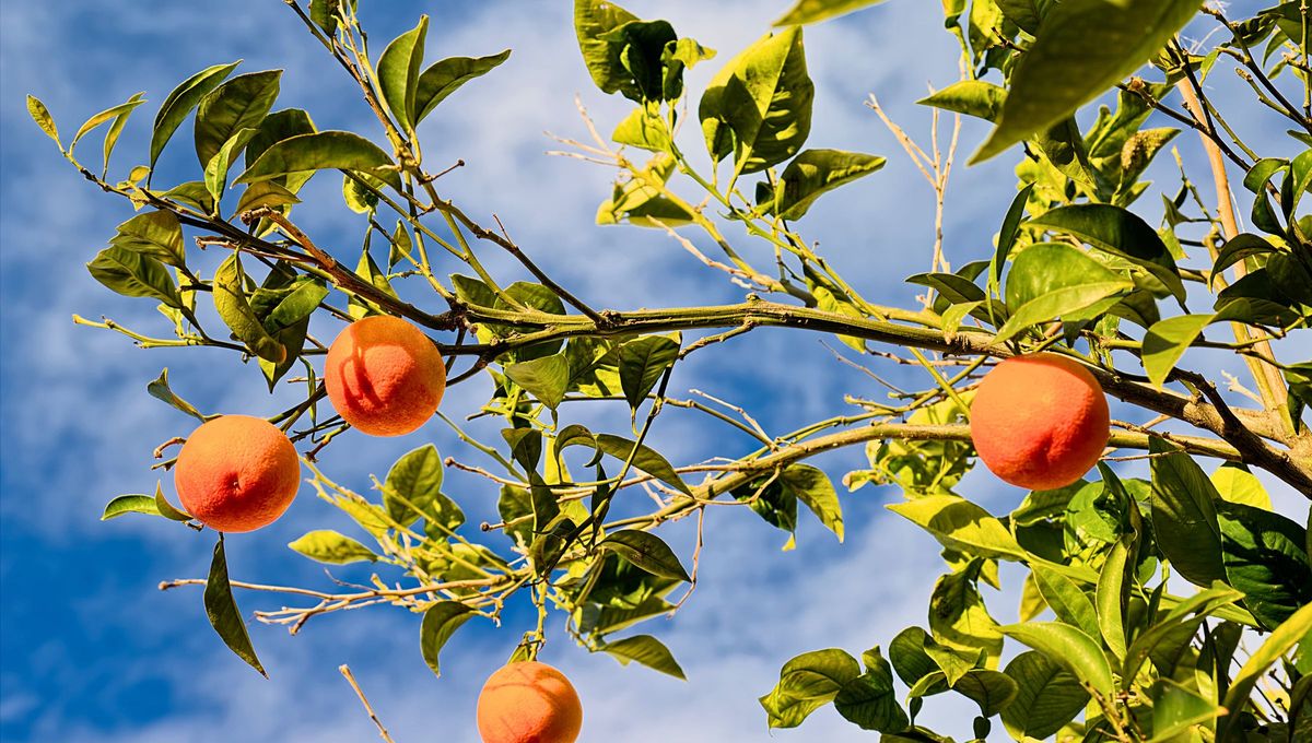 Con la llegada del otoño, muchos jardineros buscan maneras de cuidar sus plantas del frío.