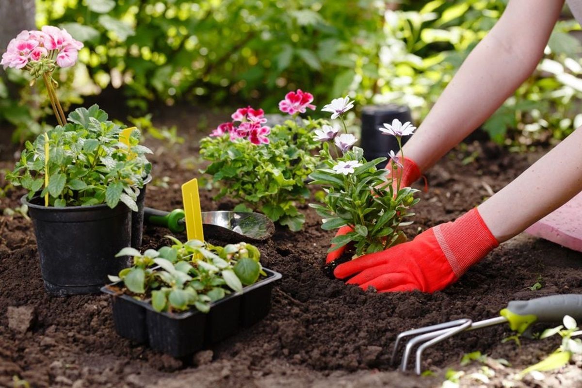 Estas dos plantas se dan en Texas y son perfectas para cultivar en el jardín. Imagen de Freepik.