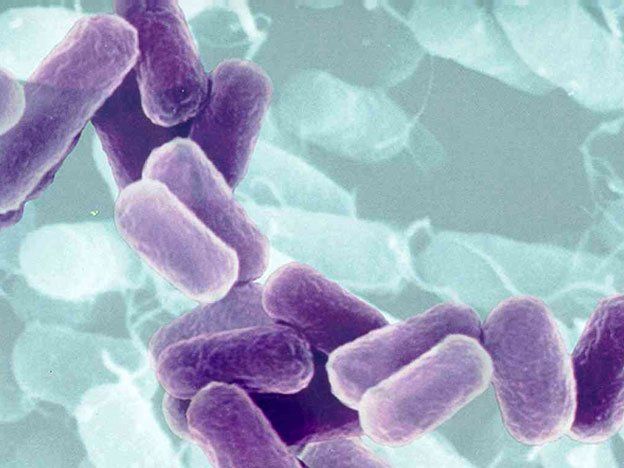 Ganan las superbacterias