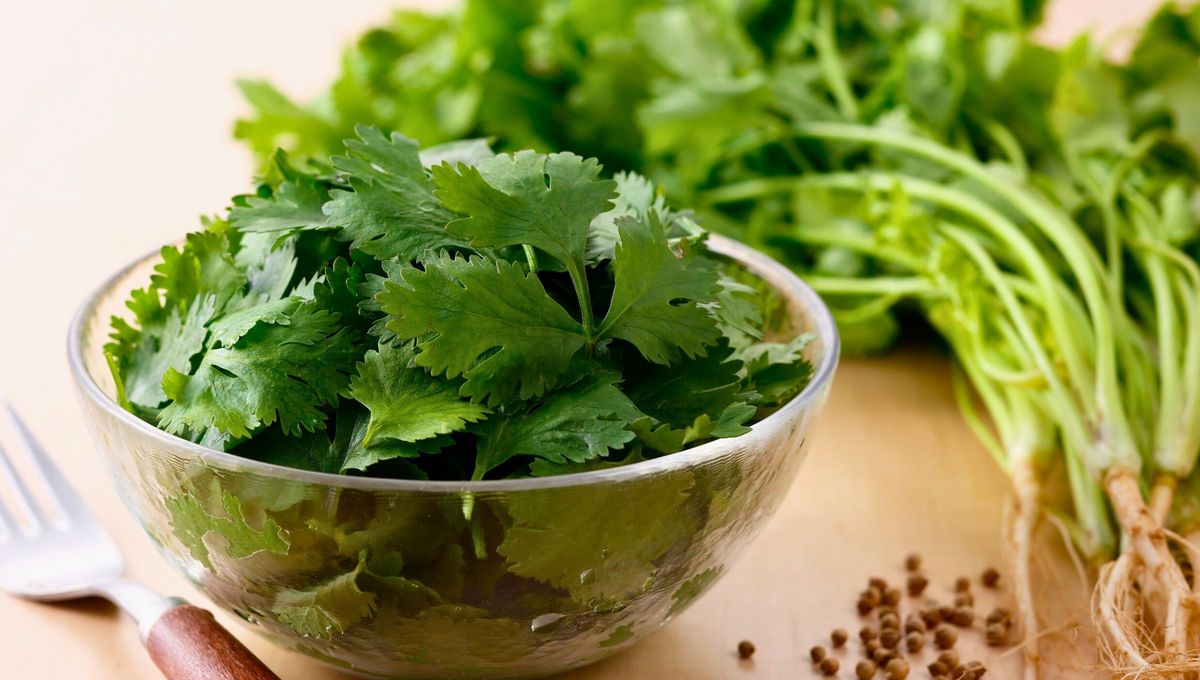 Este &ldquo;oro vegetal&rdquo; recuerda que las plantas no solo se usan como condimentos, sino que tambien pueden sanar el cuerpo.