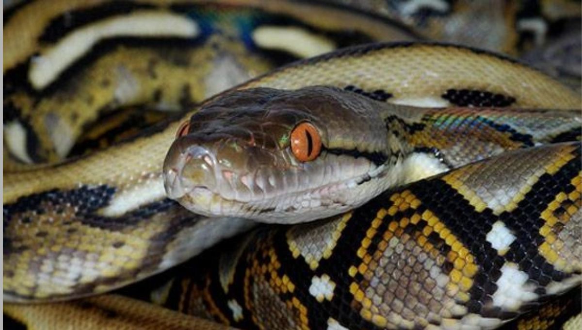 La serpiente más grande del planeta Tierra vive en este país y mide más que la altura de una jirafa
